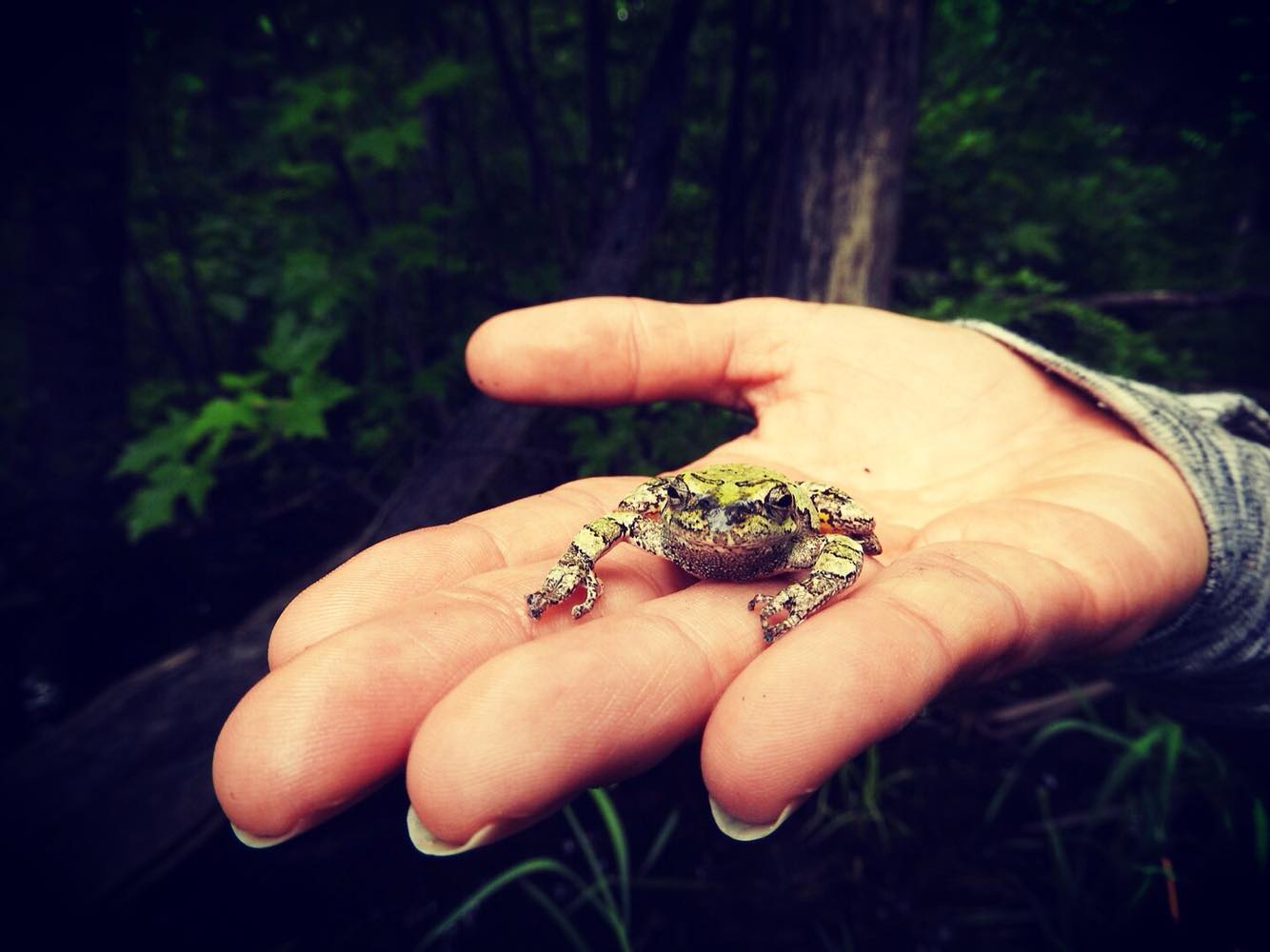 GrayTreeFrog