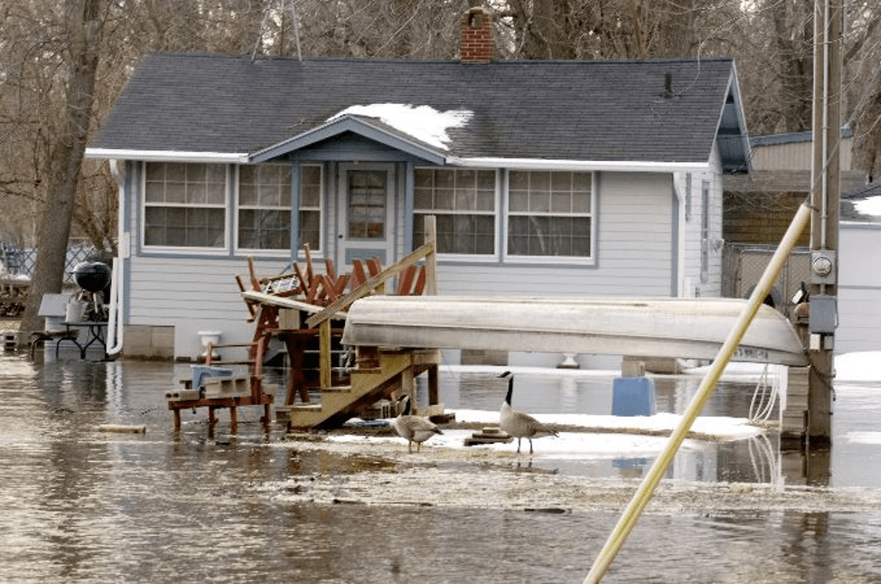 Picture of flooded house with geese out front