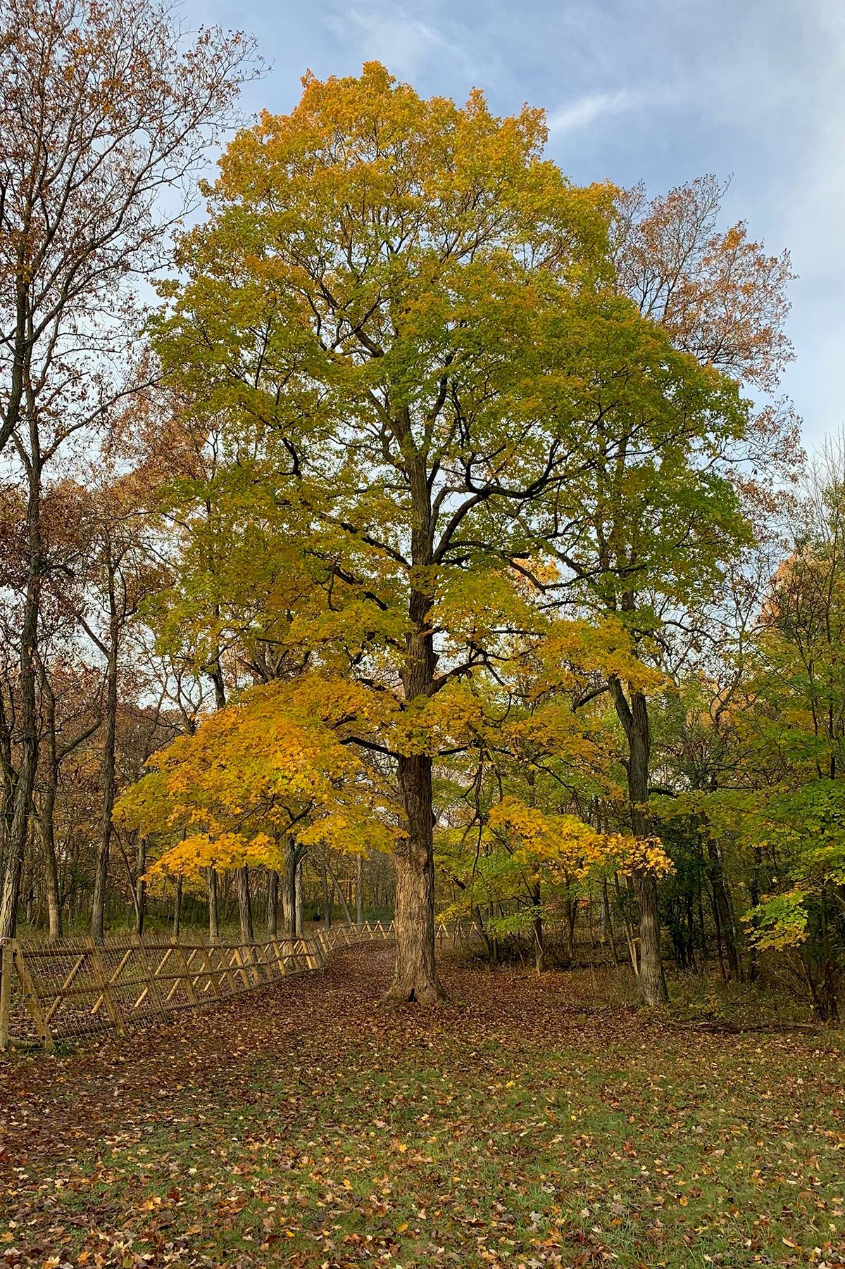 Menomonee Park Fall Color